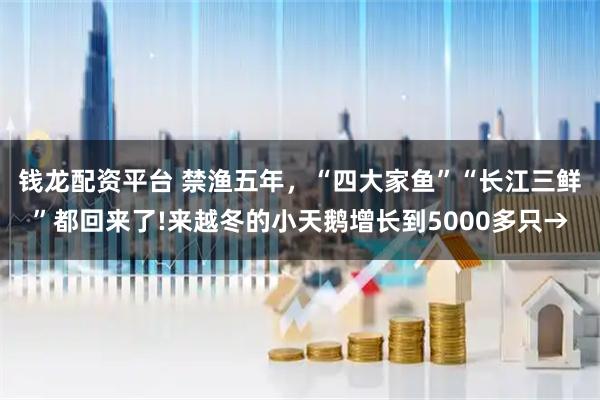 钱龙配资平台 禁渔五年，“四大家鱼”“长江三鲜”都回来了!来越冬的小天鹅增长到5000多只→